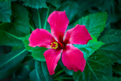 Close-up of pink flower blooming outdoors