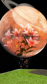 plant