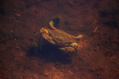 High angle view of fish swimming in sea