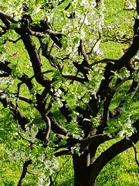 View of fresh green plants