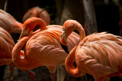 Close-up of birds