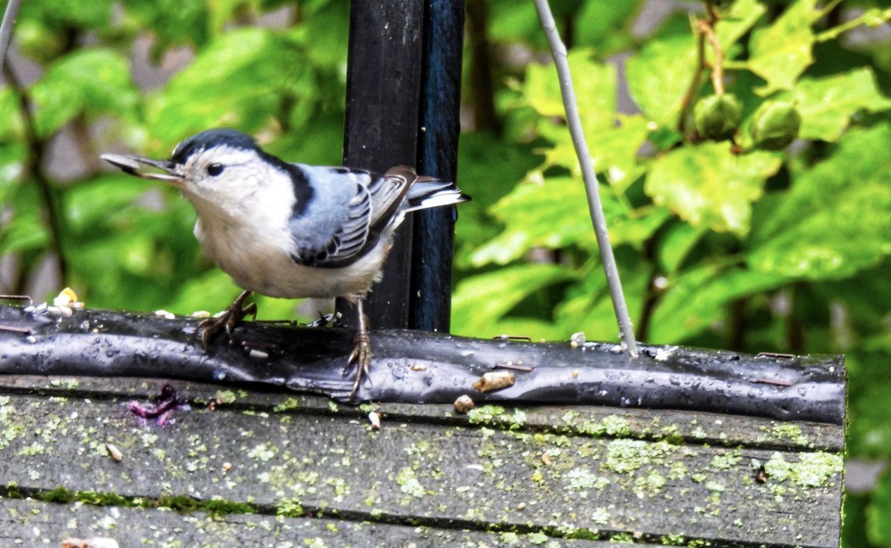 animal themes, animal, animal wildlife, bird, nature, wildlife, one animal, perching, branch, no people, focus on foreground, day, plant, beak, outdoors, full length, wood, tree, close-up, side view