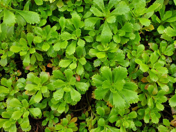 High angle view of plants growing on field