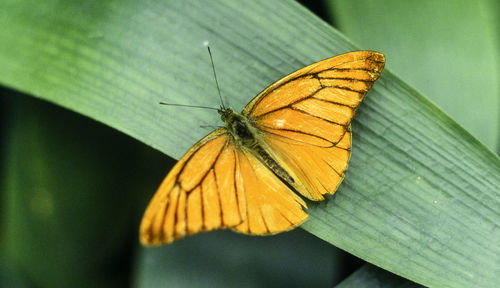 Close-up of butterfly on flower