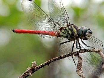 Close-up of dragonfly on twig