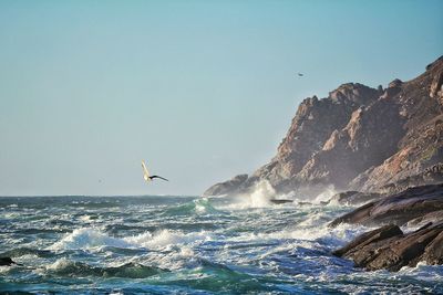 Bird flying over sea