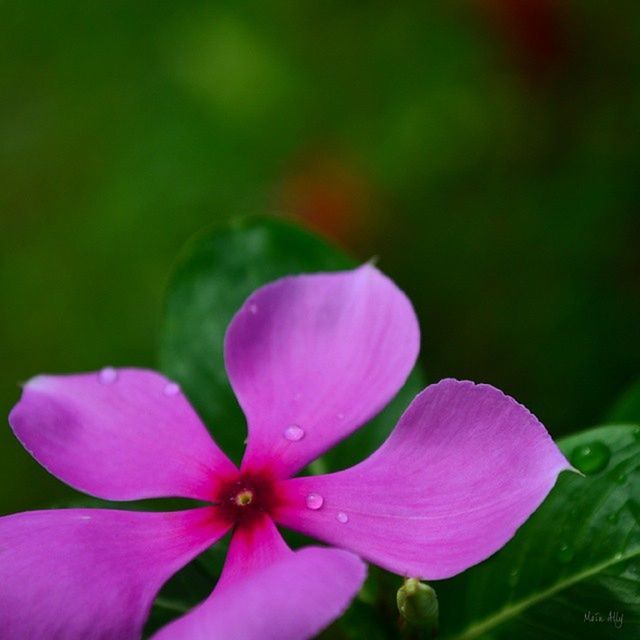 flower, petal, freshness, fragility, flower head, growth, beauty in nature, close-up, pink color, focus on foreground, nature, blooming, plant, stamen, in bloom, purple, blossom, pink, park - man made space, selective focus