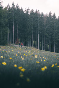 Surface level of wet street amidst plants in forest