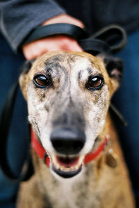 Close-up portrait of dog