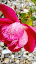 Close-up of pink flower blooming outdoors