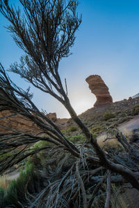 Low angle view of bare tree against clear sky