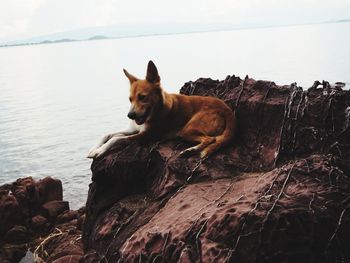 Dog looking away on rock