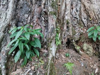 Close-up of tree trunk in forest