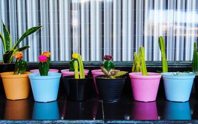 Cactus in the pot