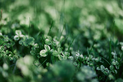 Close-up of purple flowering plants on field