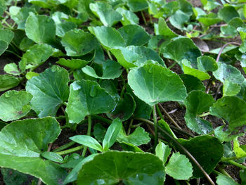 Full frame shot of fresh green leaves