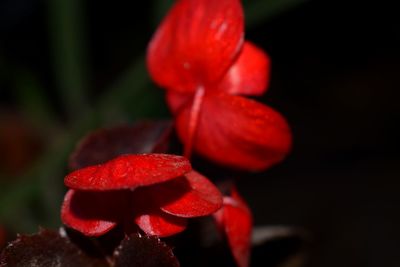 Close-up of red flowers blooming against black background