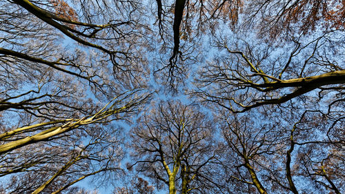 Low angle view of bare trees against sky