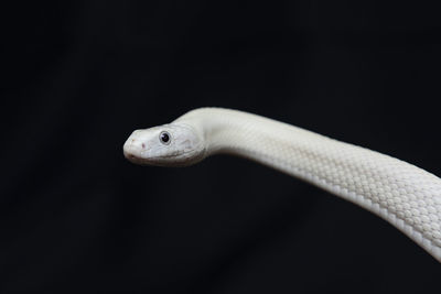 Close-up of lizard on black background