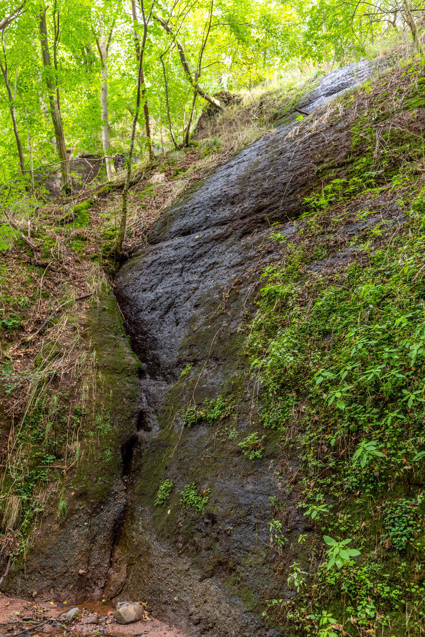 STREAM FLOWING IN FOREST