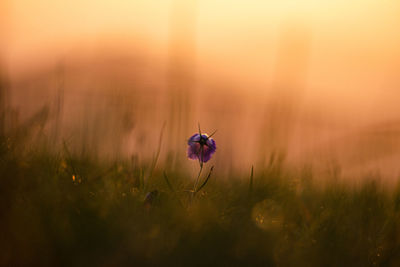 Close-up of red flower on field during sunset