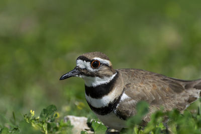 Close-up of a bird