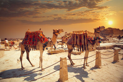 Camels standing at desert during sunset
