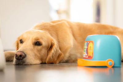 Close-up portrait of a dog resting at home