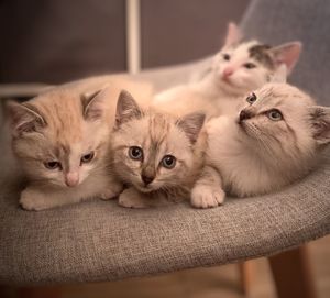 Portrait of cats relaxing