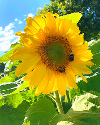 Close-up of honey bee on sunflower