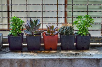 Potted plants on floor against wall