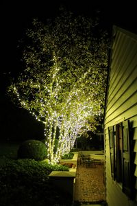 Illuminated christmas tree at night