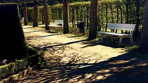 Empty footpath amidst trees