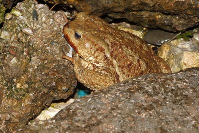 Close-up of crab in sea