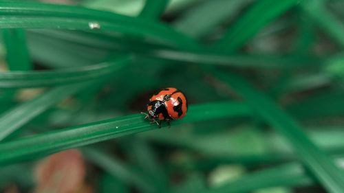 High angle view of ladybug on leaf