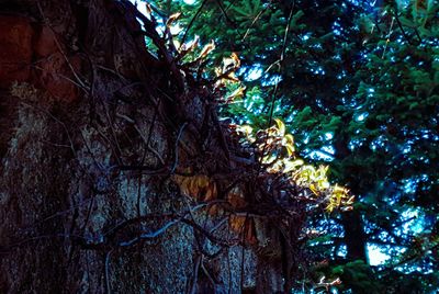 Low angle view of trees in forest