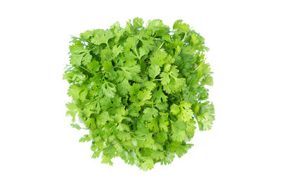 High angle view of green leaf against white background