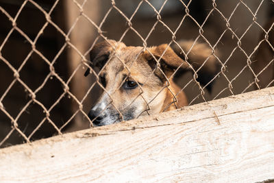 View of a dog looking through chainlink fence