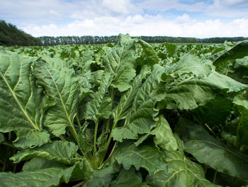 Close-up of radish field