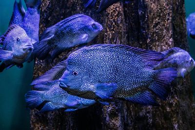 Blue fish swimming in water
