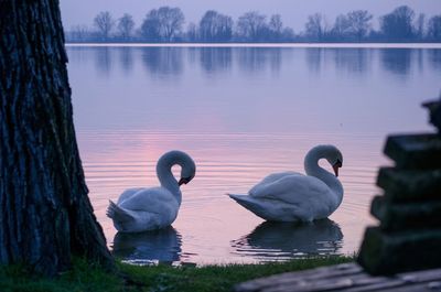 Swans swimming in lake