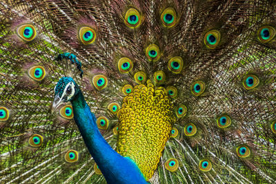 Close-up of peacock