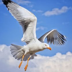 Low angle view of seagull flying