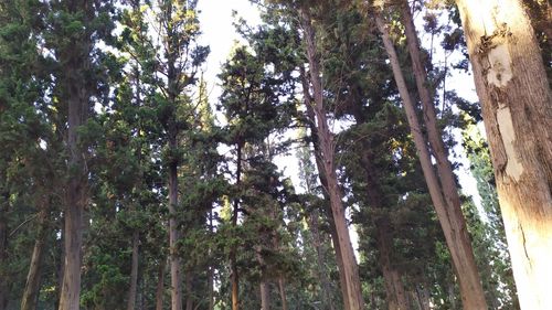 Low angle view of trees in forest against sky