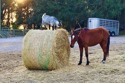 Horses in a horse