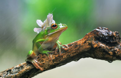 Close-up of lizard on tree