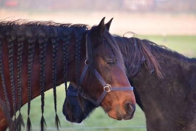 Close-up of horse in ranch