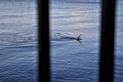 Close-up of bird flying over the window