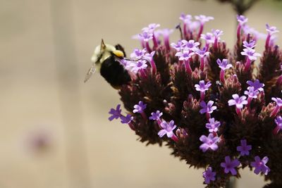 Close-up of butterfly on purple flower