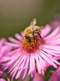 Close-up of bee pollinating on pink flower